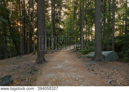 Forest hikng trail between pine trees