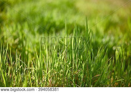Vibrant green grass, grassy meadow