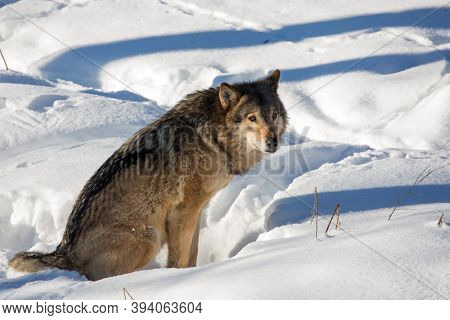 Gray polar wolf resting in the snow. Animals are housed in natural conditions. Snowy coniferous forest. Ranua zoo in Lapland. The concept of active, winter, environmental and photo tourism
