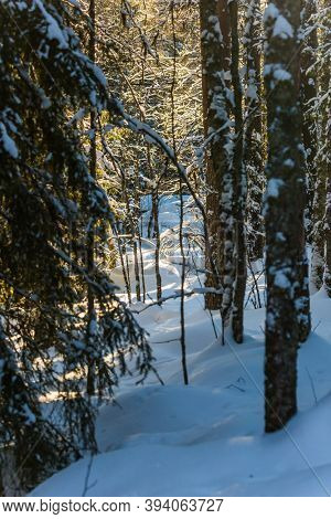 Ranua zoo in Lapland - the northernmost zoo in the world. Sunny frosty and snowy winter day. Snowy coniferous forest. The concept of active, winter, environmental and photo tourism