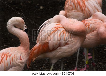 Rosa chilenischen Flamings und Federn
