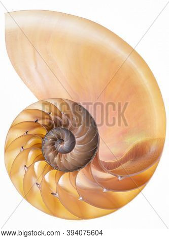 Detailed photo of a halved backlit shell of a chambered nautilus (Nautilus pompilius) shows beautiful spiral pattern. Isolated on white