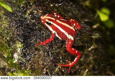 Phantasmal Poison Frog, Epipedobates Tricolor, Adult, Venomous Frog From South America