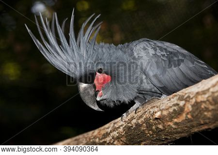 Palm Cockatoo, Probosciger Aterrimus, Adult Standing On Branch
