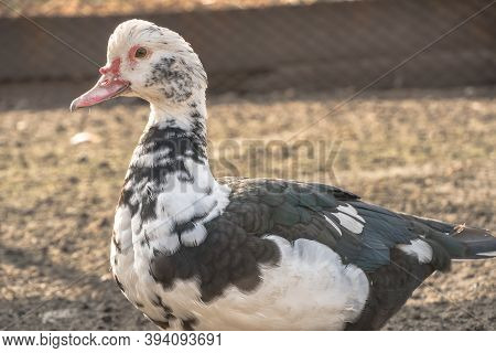 Female Duck Close-up. Indoda Is On The Farm.