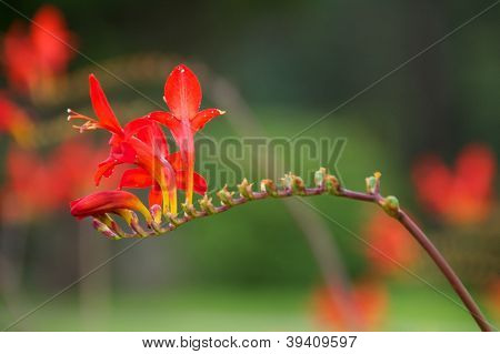 Coppertips