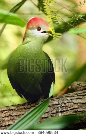 The Red-crested Turaco (tauraco Erythrolophus)on The Branch In The Bush With Green Background.