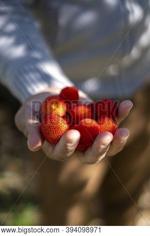 Arbutus On A Person Hand Know As Medronho In Portugal Ready For The Distill. Growing In Mediterranea