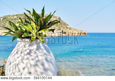 Close Up Of Huge Pot With Plant Outdoor And View To The Sea At Warm Summer Day. Costa Blanca, Spain