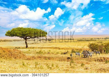 Common Zebras Equus Quagga Walking In The Masai Mara National Park Near Big Acacia Tree. African Lan