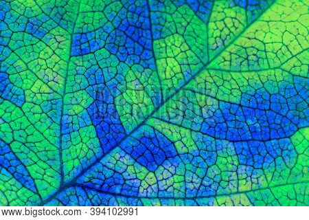 A Leaf Of A Tree Close-up. Vivid Background Or Wallpaper About Autumn. Mosaic Blue And Green Pattern