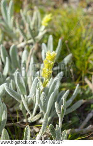 Sideritis Taurica. Sideritis Also Known As Ironwort, Mountain Tea And Shepherd's Tea, Is A Genus Of 