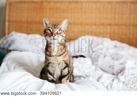 Beautiful Pet Cat Sitting On Bed In Bedroom At Home Looking Up. Relaxing Fluffy Hairy Striped Domest