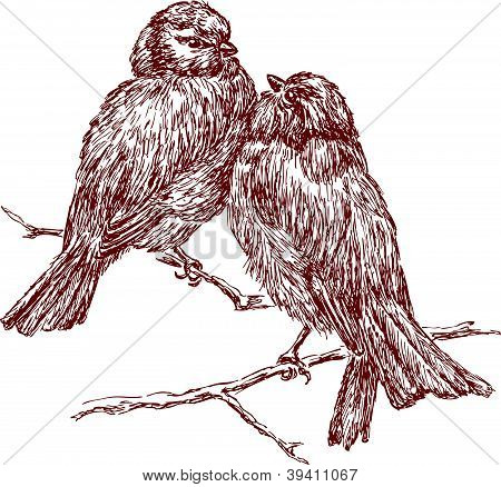 Sparrows.EPS