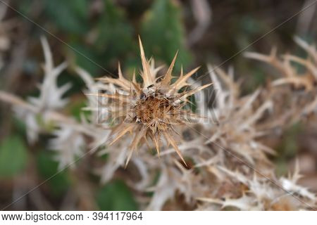 Common Golden Thistle Seeds - Latin Name - Scolymus Hispanicus