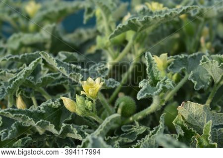 Squirting Cucumber - Latin Name - Ecballium Elaterium