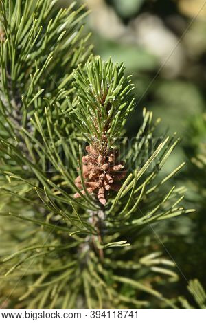 Dwarf Mountain Pine Mughus - Latin Name - Pinus Mugo Mughus