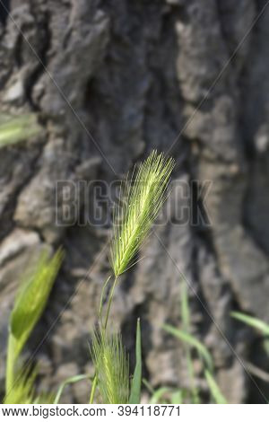 Wall Barley - Latin Name - Hordeum Murinum
