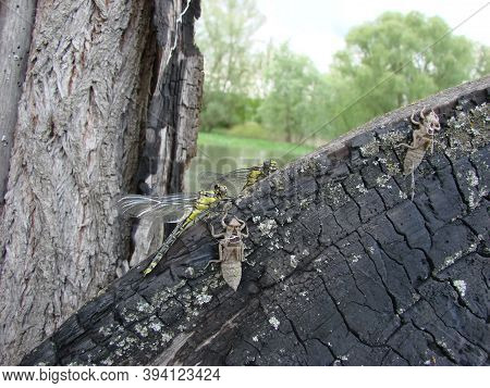Unusual Outfit Of A Dragonfly Larva On A Tree. A Tree Bent Over The River. Macro Photo