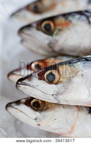 Kalaruoka - tuoretta makrillia kala ice - seafood market