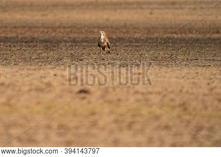 Buzzard Bird Of Prey Sits In A Pasture In Brown Sand, Buteo Buteo, In Front View
