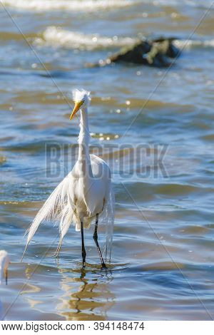 White Stork At Coast Beach, Montevideo, Uruguay