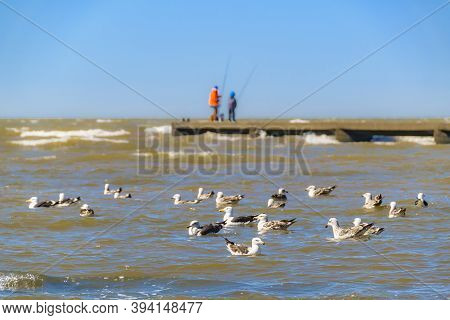 Seagulls Standing At River, Montevideo, Uruguay