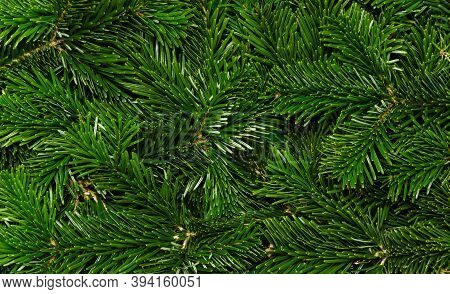 Christmas Tree Background. Texture Of Green Branches Of Nordmann Fir Tree, Close-up. Natural Winter 