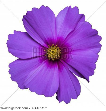 Purple Flower Of Cosmea Bipinnatus, Cosmos Bipinnatus, Isolated On A White Background