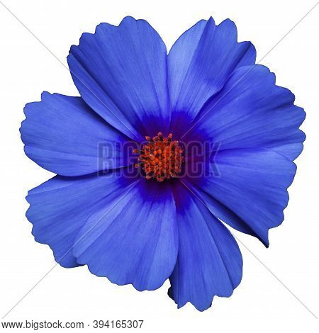 Classic Blue Flower Of Cosmea Bipinnatus, Cosmos Bipinnatus, Isolated On A White Background