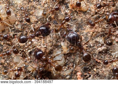 Macro Photography Of Group Of Soldier Big Headed Ant With Worker Ants On The Ground