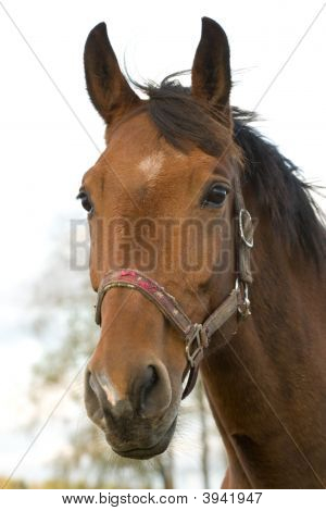 Stallion portre