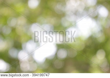 Buety Nature Bokeh In The Moning,day Light,for Nature Background.