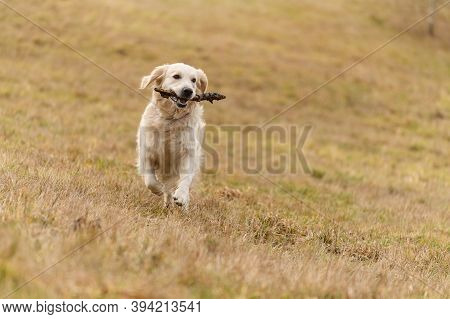 Golden Retriver Playing With A Stick In The Meadow