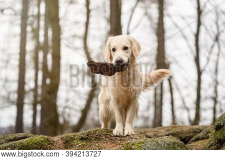 Golden Retriver Playing With A Stick In The Meadow