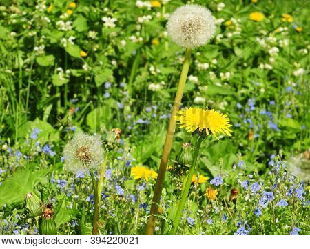The Variety Of Spring Blooming Flowers On A Bee Friendly Green Lawn, Meadow With Yellow Common Dande