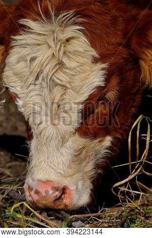 Portrait Of A Young Bull On Autumn Meadows In Beskydy Mountains, North Moravia, Czech Republic