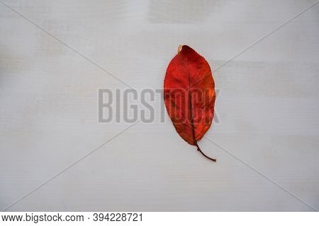 Red Leaf On A White Background Close-up. Top View. Copy Space. Autumnal/falll Concept