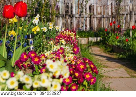 Beautiful Multi-colored Bright Primrose Flowers In A Flower Bed.