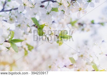 A Cherry Blossoms Composed Of Aggregates That Grow On The Thinnest Branches Of Cherry Blossom's Tree