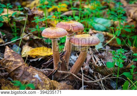 Three Mushrooms Honey Fungus In A Meadow In The Autumn Forest Among Fallen Leaves