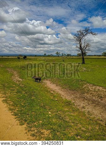 Mikumi, Tanzania - December 6, 2019: Pumba Known As A Phacochoerus Run Through The Green Savanna. Ve
