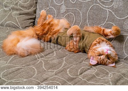 Young Red Cat Of Maine Coon Breed In Post-operative Bandage Lying On Sofa With Its Belly Up. Recover