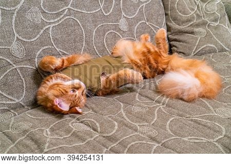 Young Red Cat Of Maine Coon Breed In Post-operative Bandage Lying On Sofa With Its Belly Up. Recover