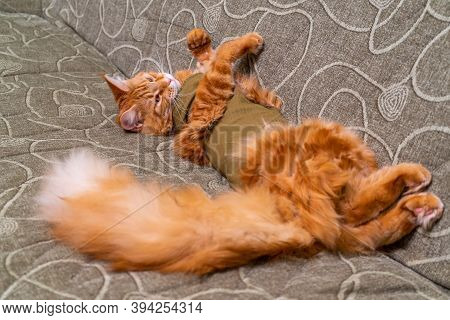 Young Red Cat Of Maine Coon Breed In Post-operative Bandage Lying On Sofa With Its Belly Up. Recover