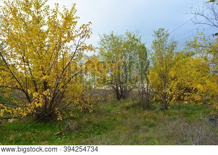 Beautiful Autumn Landscapes With Yellow Trees, Large Shrubs, Wild Grass And Ukrainian Nature. Indesc