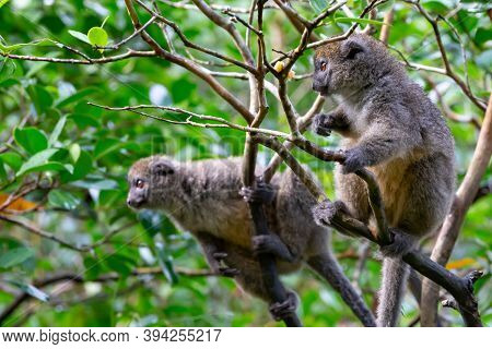 Funny Bamboo Lemurs On A Tree Branch Watch The Visitors