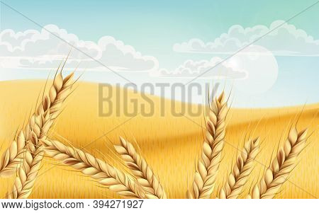 Field Full Of Wheat Grains. Blue Cloudy Sky. Realistic 3d Mockup Product Placement