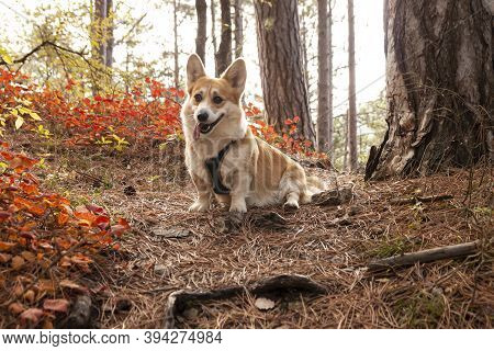 One Pembroke Welsh Corgi Looks At The Camera From The Mountain While Hiking In The Mountains Forest.