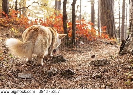 One Pembroke Welsh Corgi Looks At The Camera From The Mountain While Hiking In The Mountains Forest.
